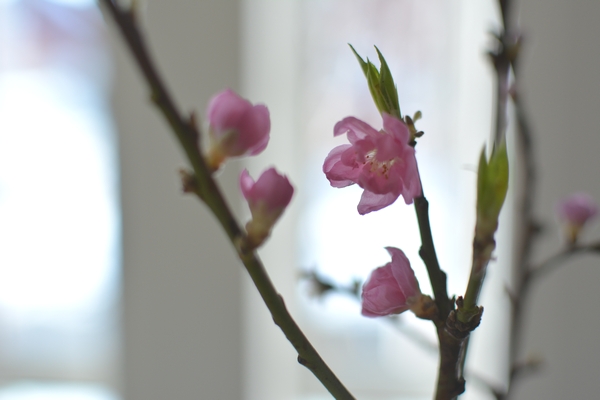 ひな祭り ひな祭り