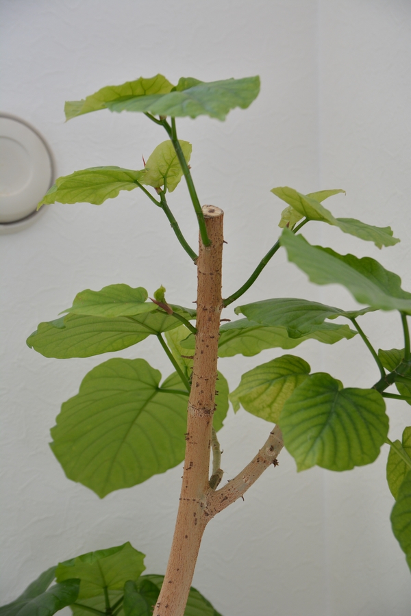 ウンベラータ ウンベラータ