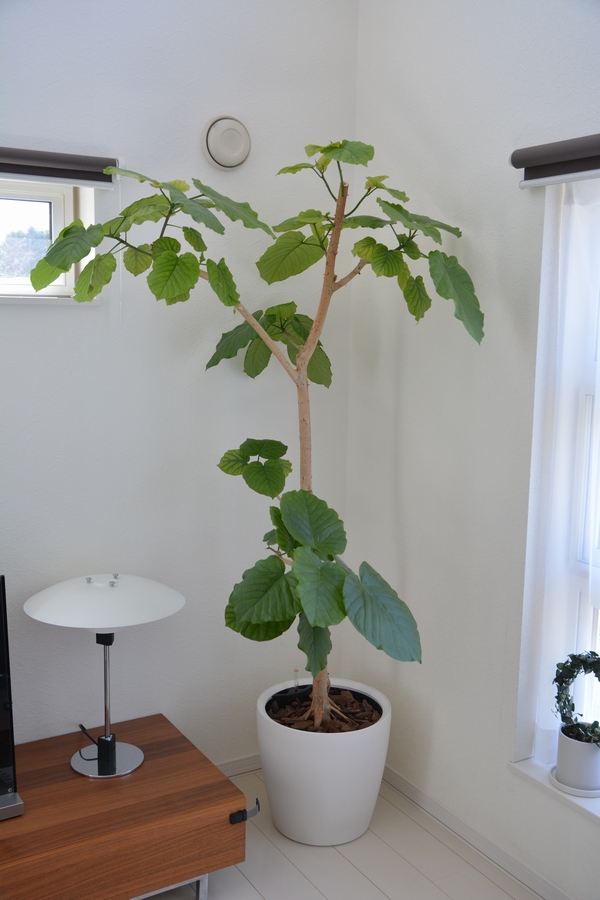 ウンベラータ ウンベラータ