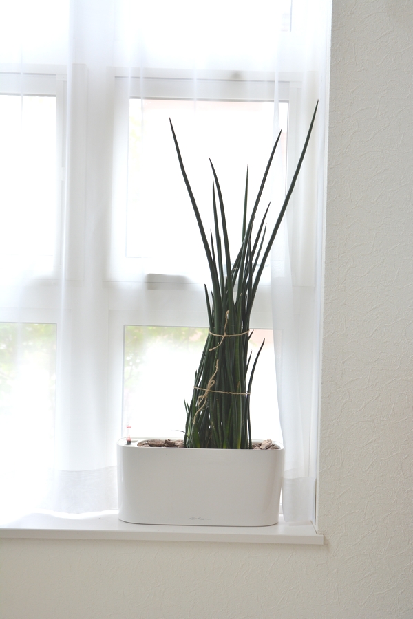 どんどん増えるサンスベリアスタッキー