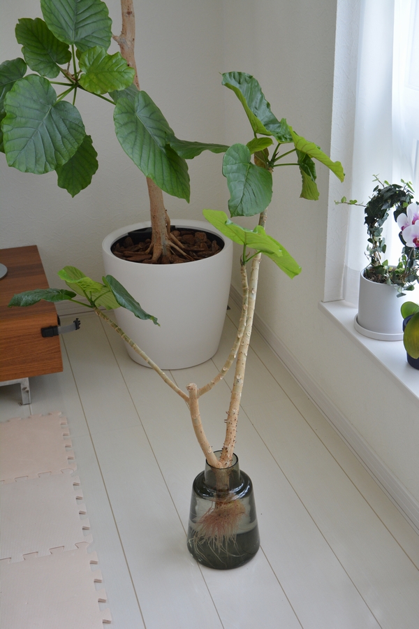 ウンベラータ　挿し木