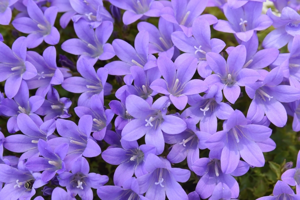 紫色の花 紫色の花