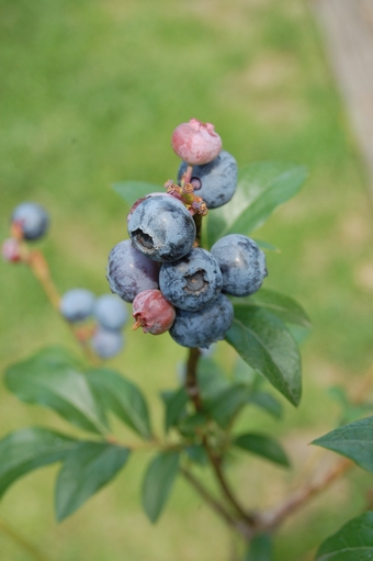 ブルーベリー ブルーベリー