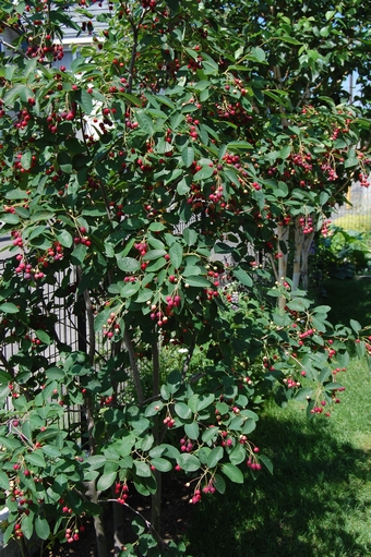 ジューンベリー ジューンベリー