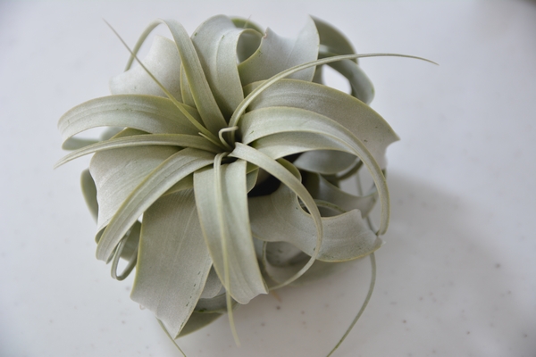 エアプランツ エアプランツ