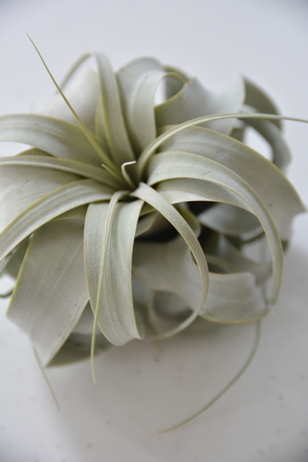 キセログラフィカ キセログラフィカ