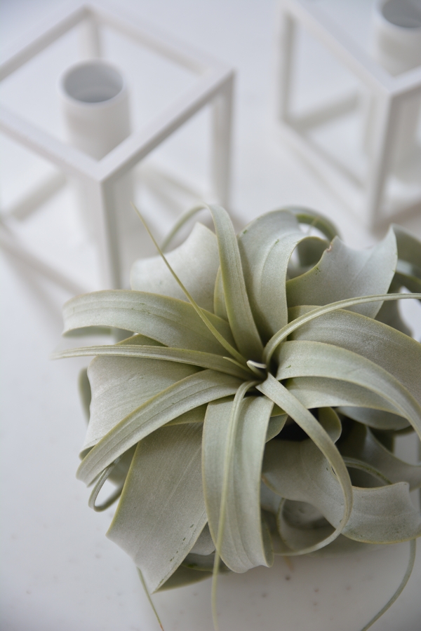 キセログラフィカとKubus キセログラフィカとKubus