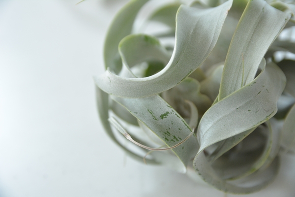 キセログラフィカ きず キセログラフィカ きず