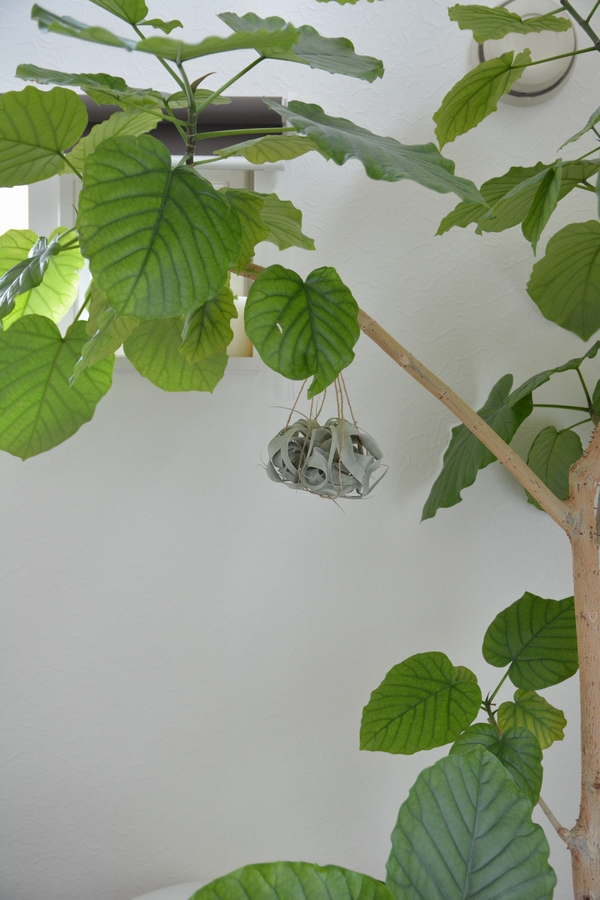 キセログラフィカ つるす キセログラフィカ つるす