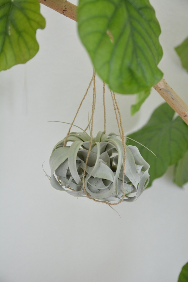 キセログラフィカ つるす キセログラフィカ つるす