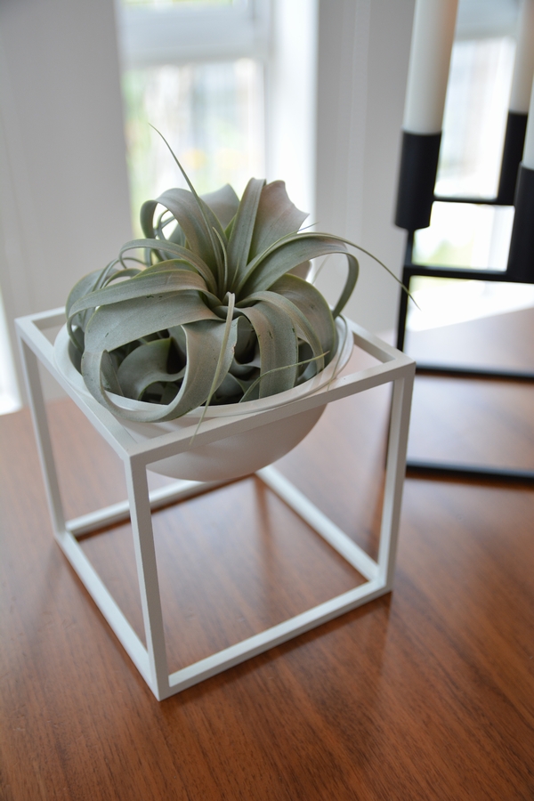 バイラッセンとキセログラフィカ バイラッセンとキセログラフィカ