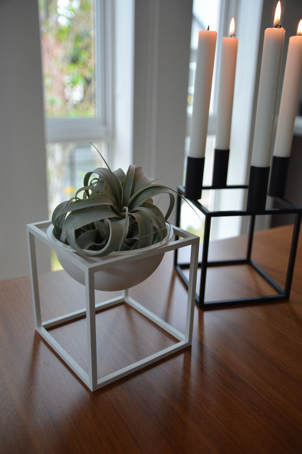 バイラッセンとキセログラフィカ バイラッセンとキセログラフィカ