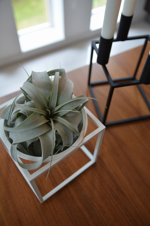 バイラッセンとキセログラフィカ バイラッセンとキセログラフィカ