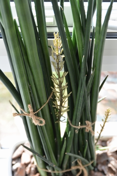 サンスベリアスタッキー花芽