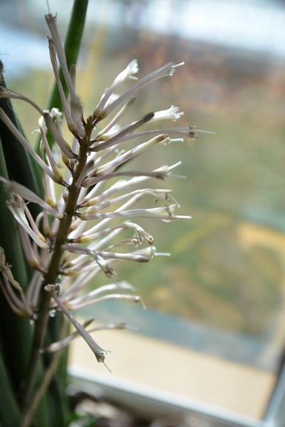 サンスベリアスタッキー花