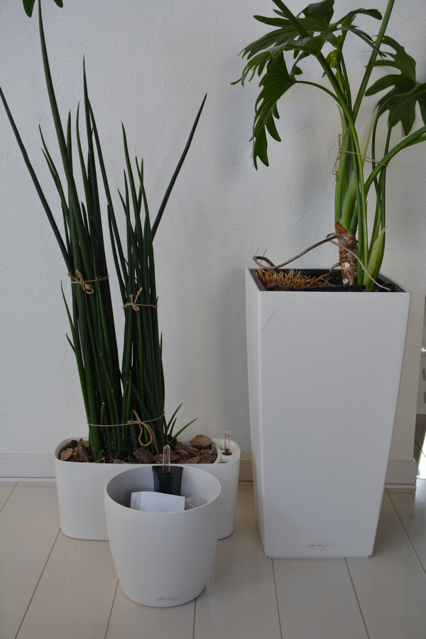 観葉植物 植え替え前