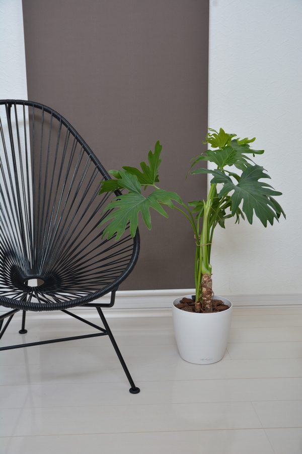 観葉植物 植え替え後 セローム